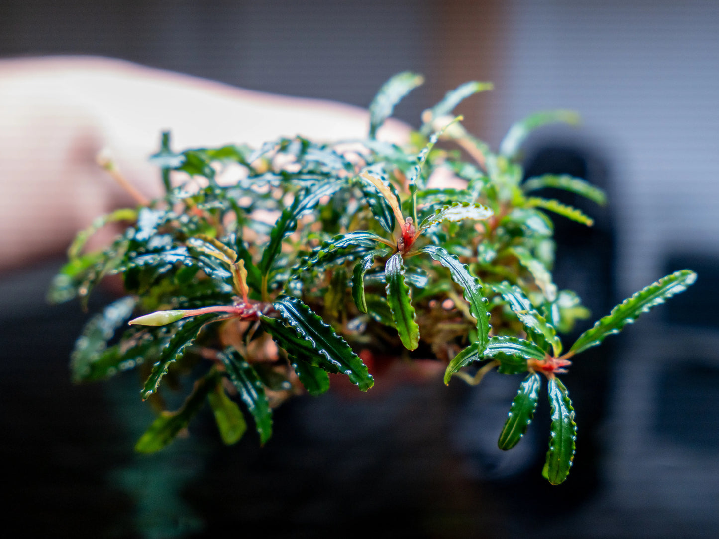 Bucephalandra Catherine Pad