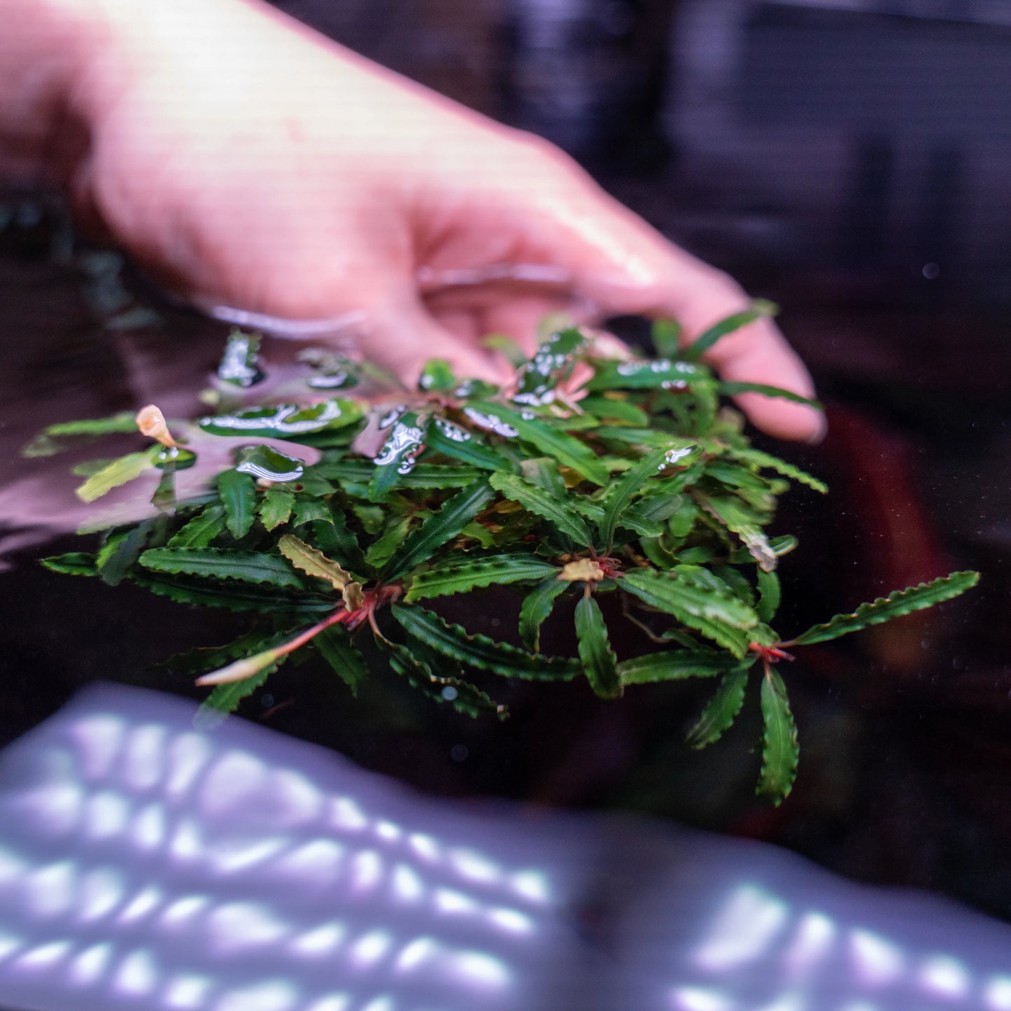 Bucephalandra Catherine Pad