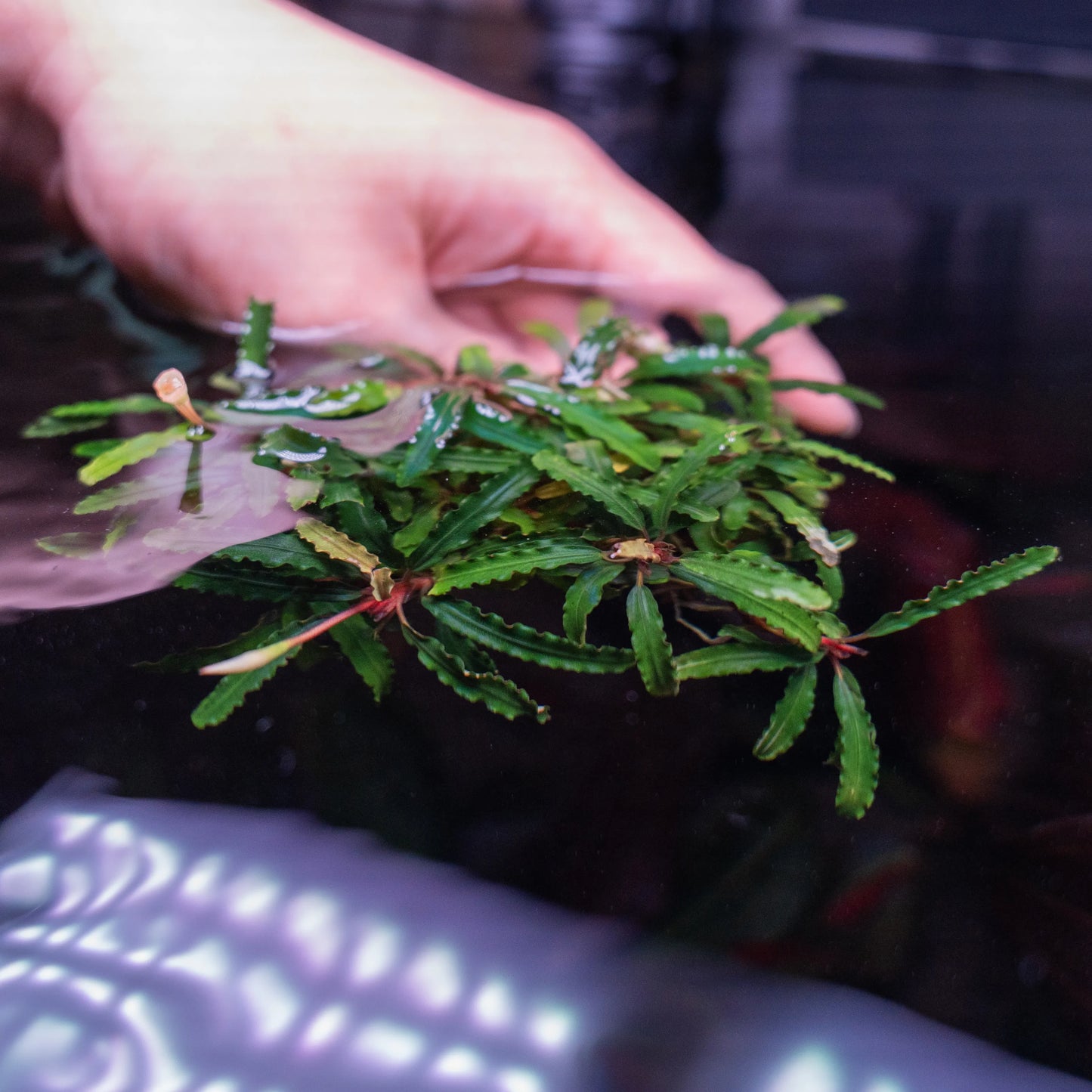 Bucephalandra Catherine Pad