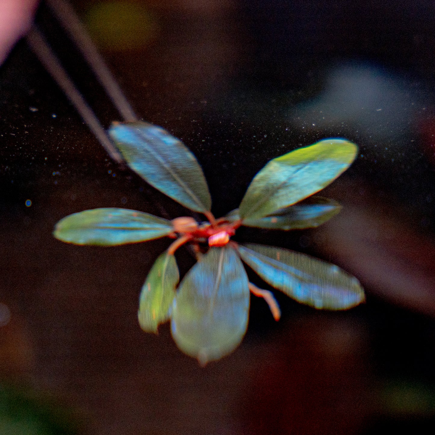 Bucephalandra Black Angel