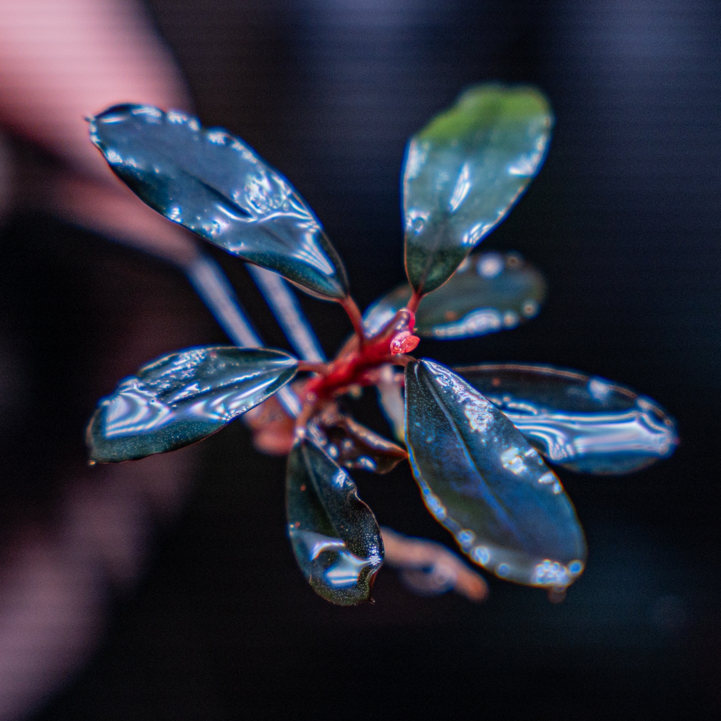 Bucephalandra Black Angel