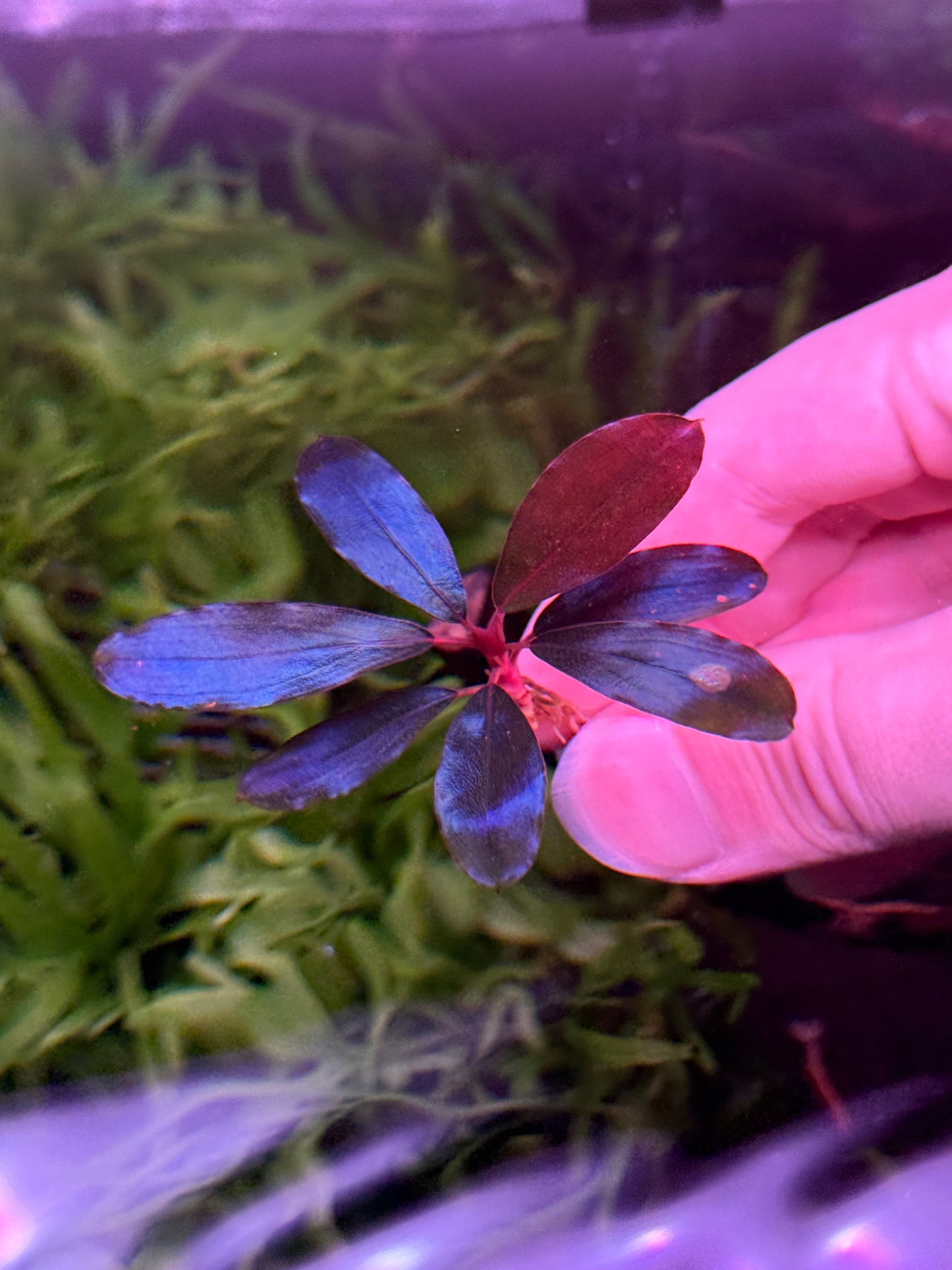 Bucephalandra Black Angel