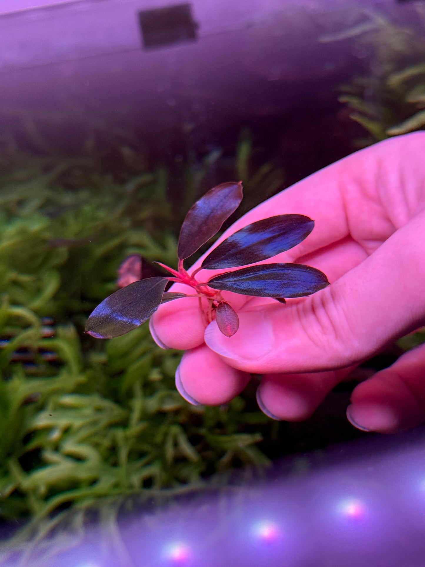 Bucephalandra Black Angel