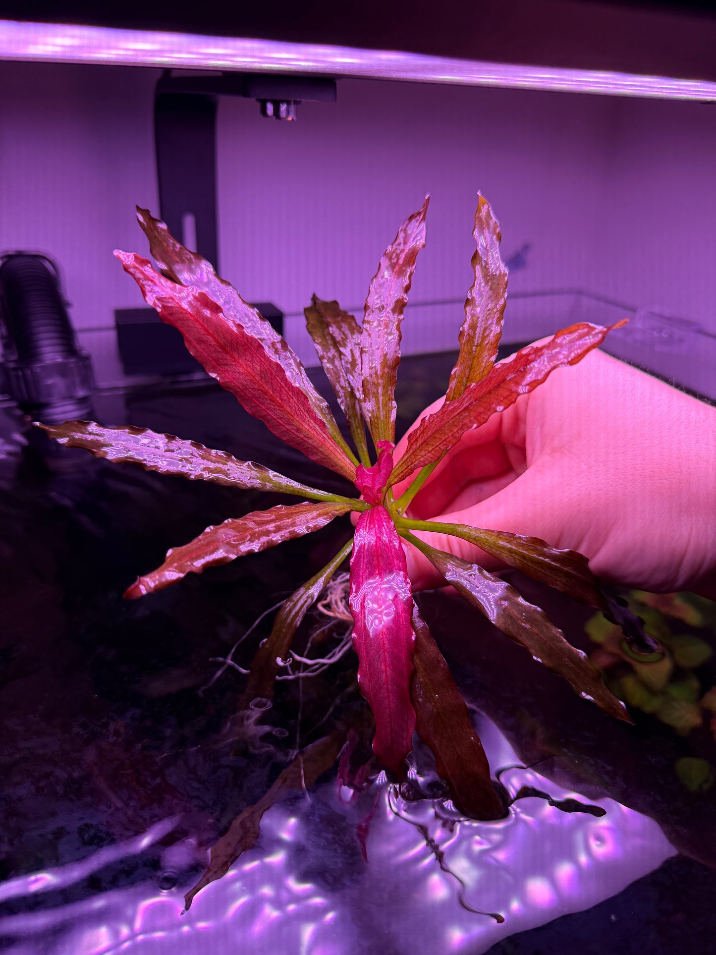 Echinodorus Soekarno
