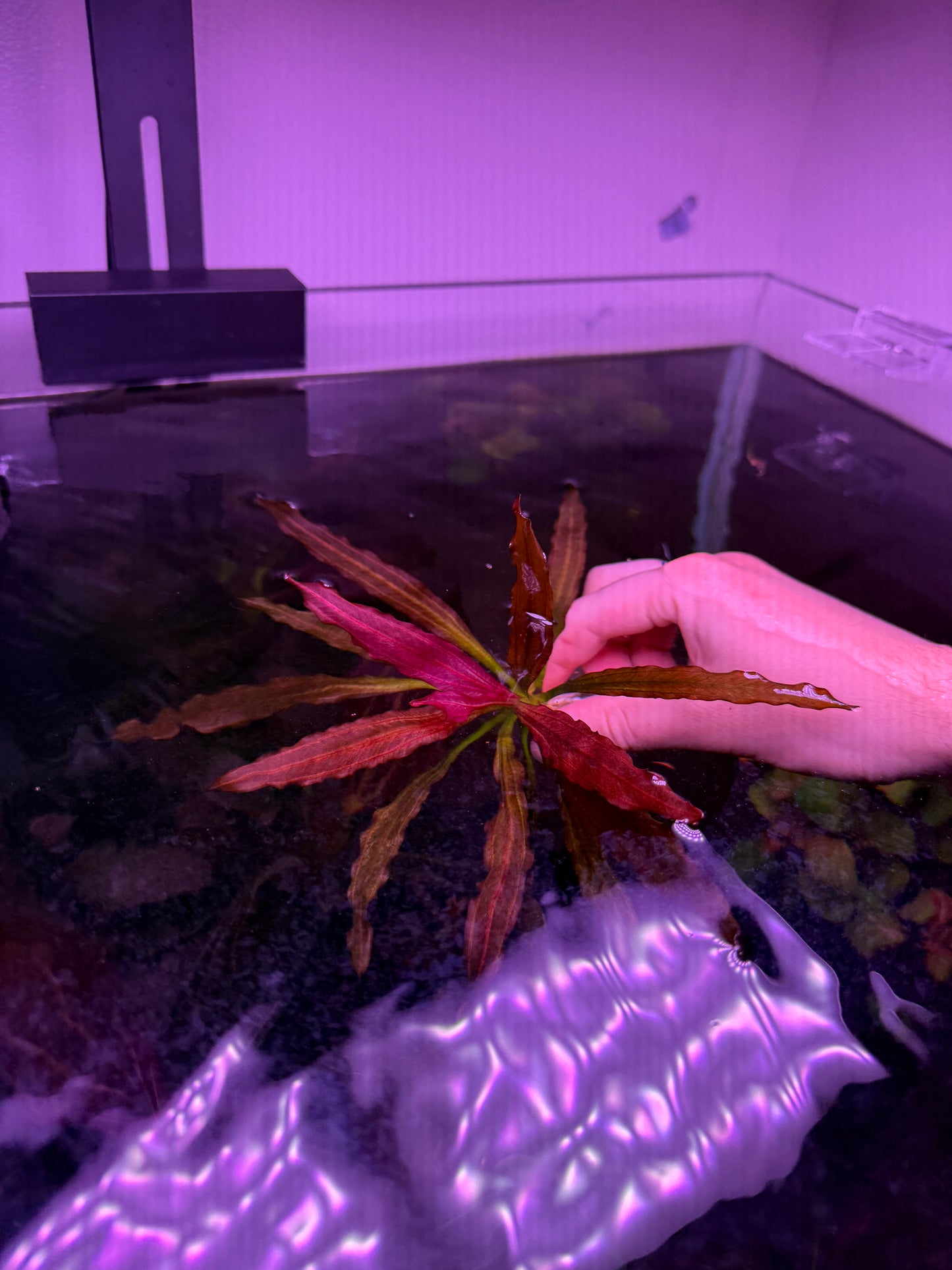 Echinodorus Soekarno