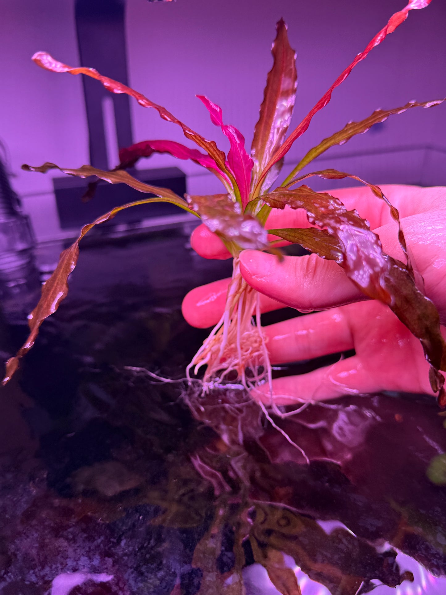 Echinodorus Soekarno