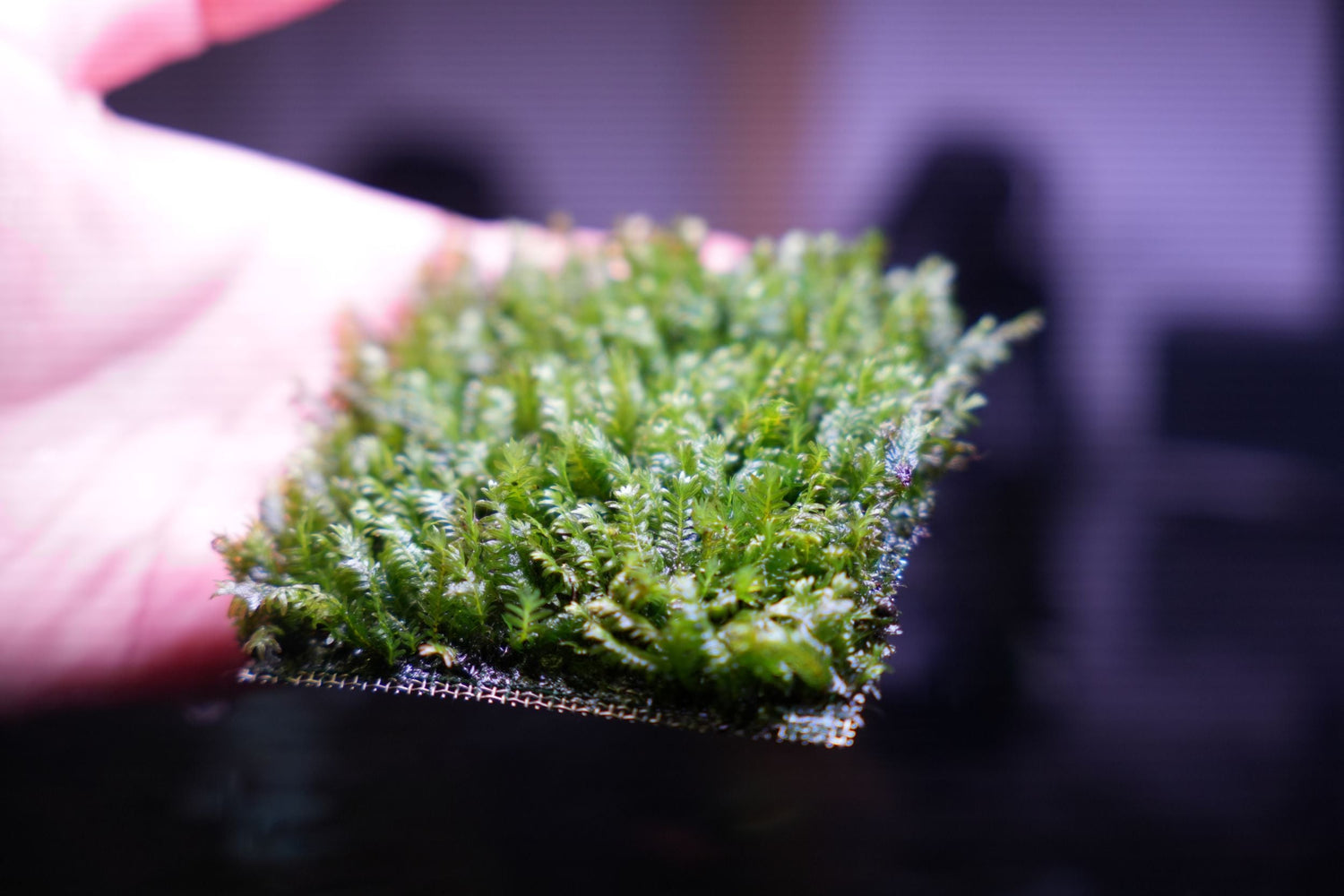 Moss