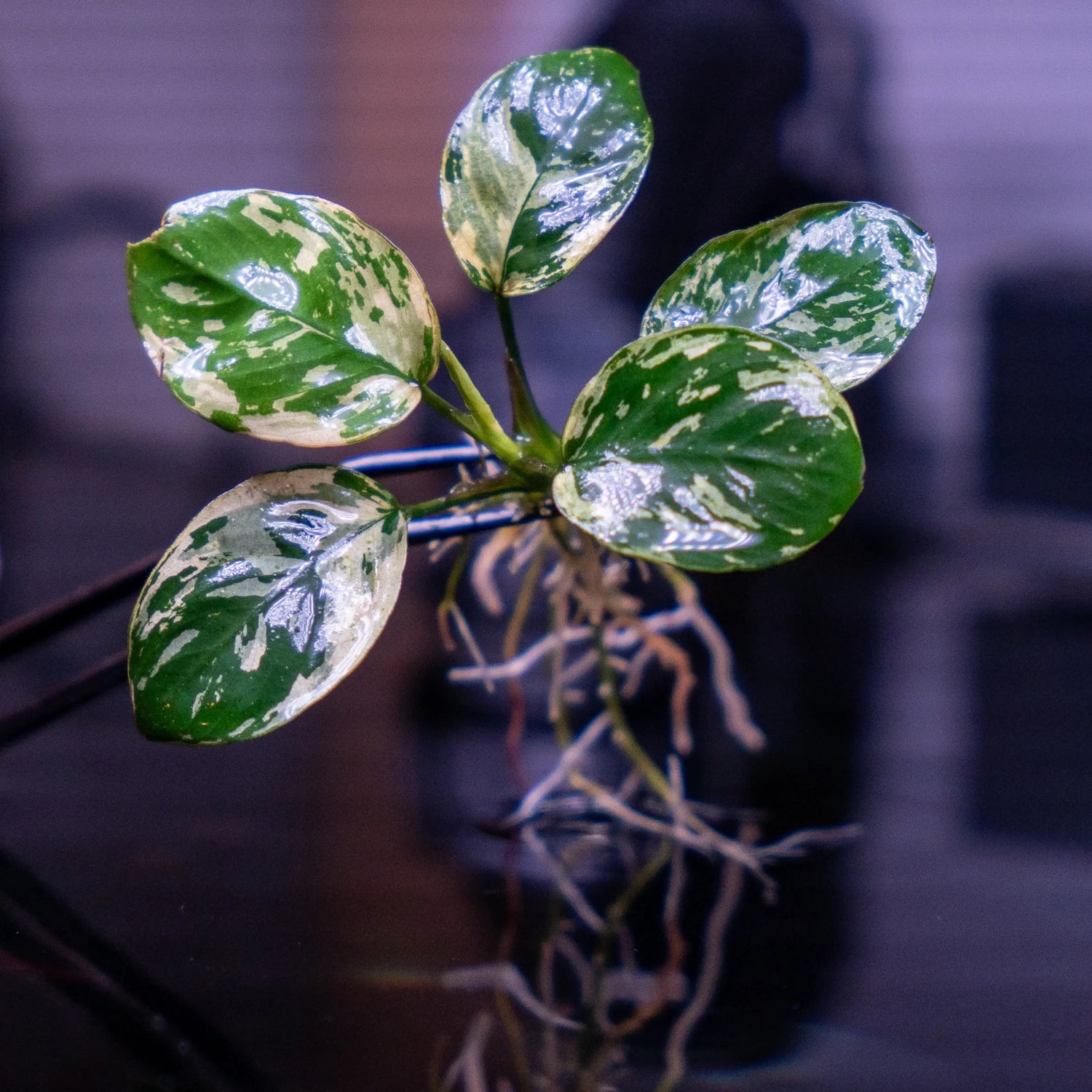 Anubias