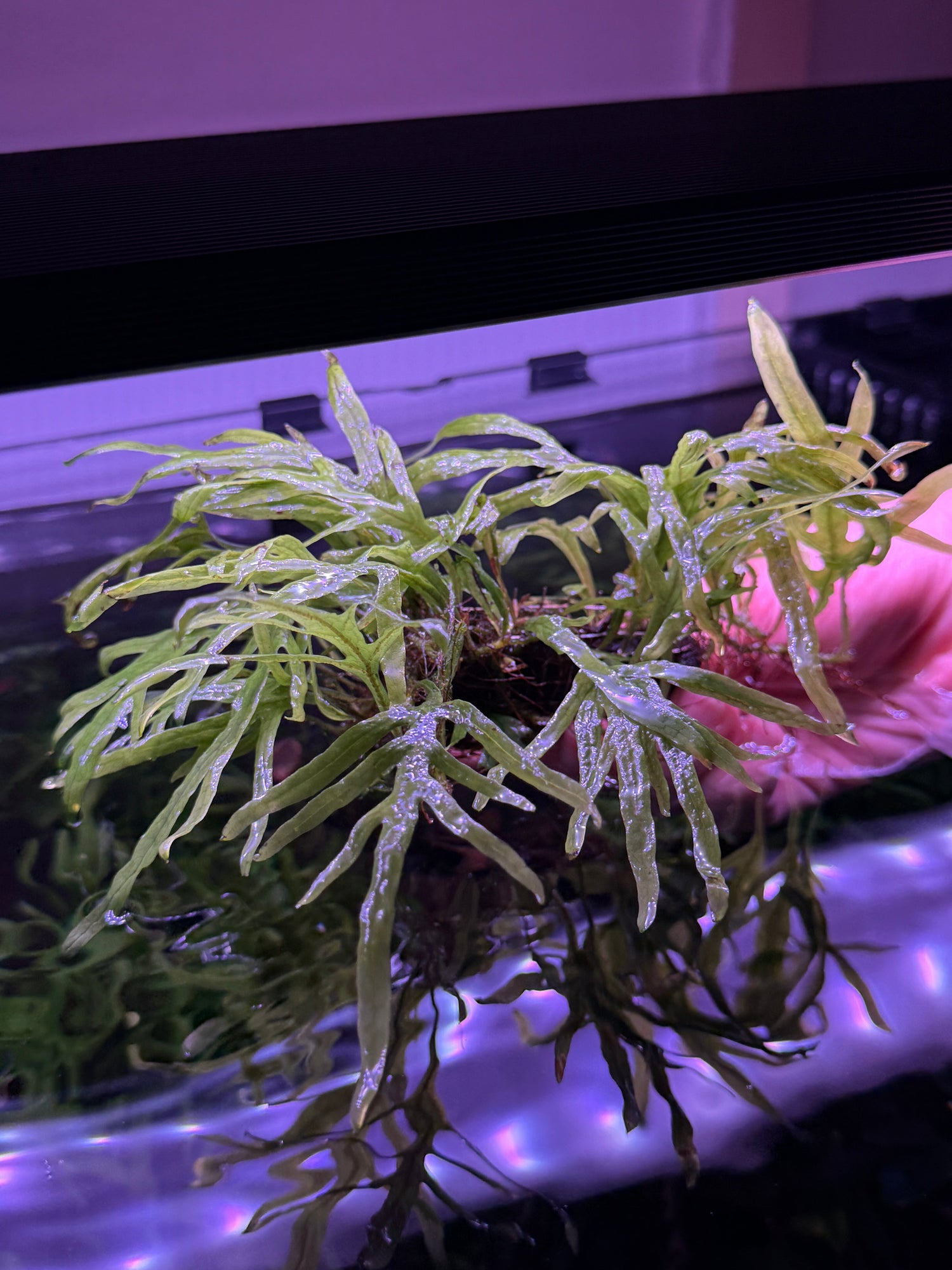 Ferns