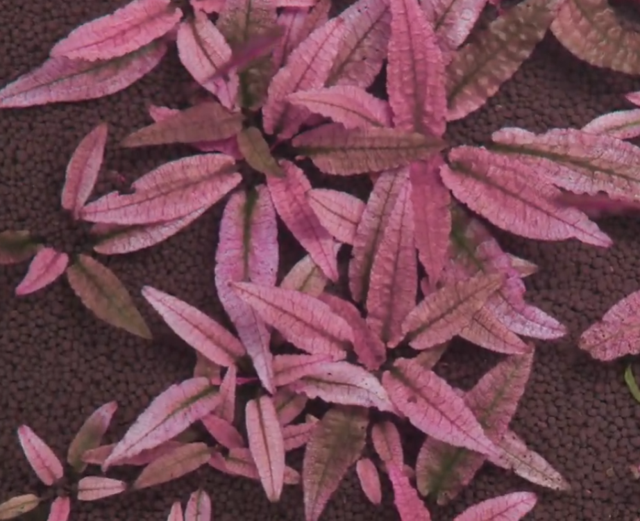 Cryptocoryne (Crypts)