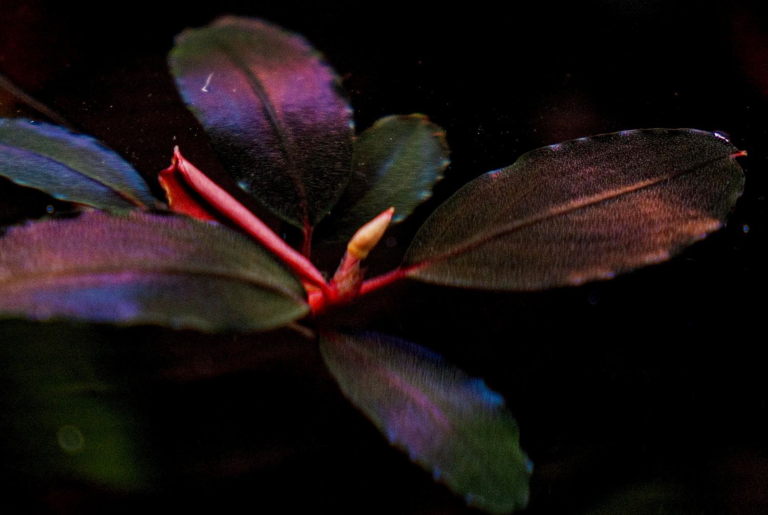 Bucephalandra