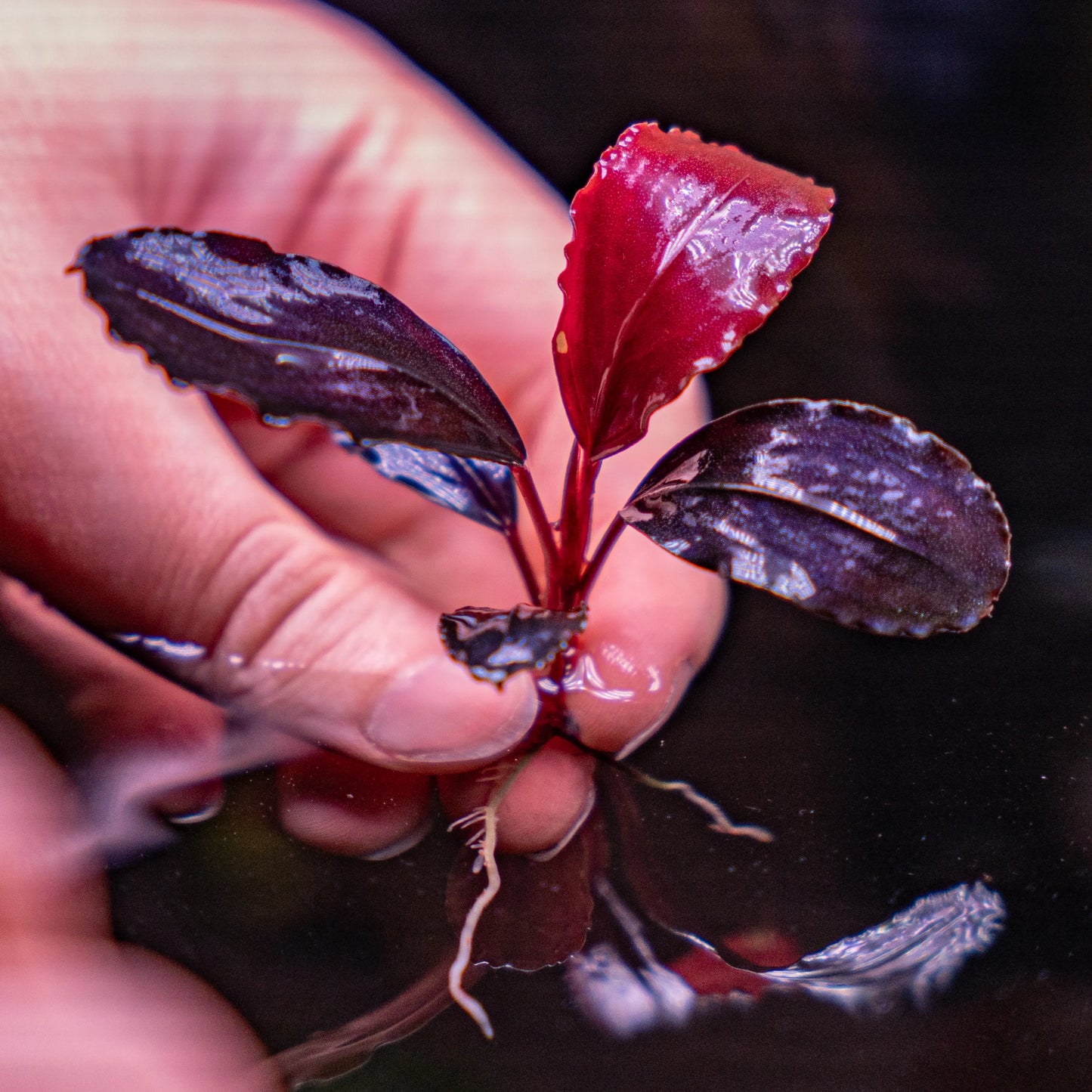 Bucephalandra Devil King