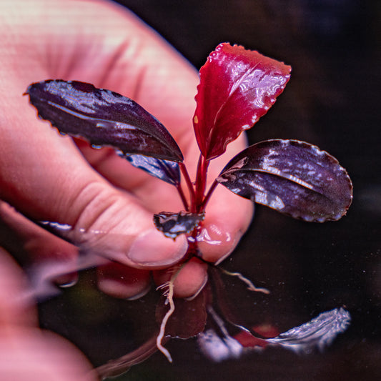 Bucephalandra Devil King