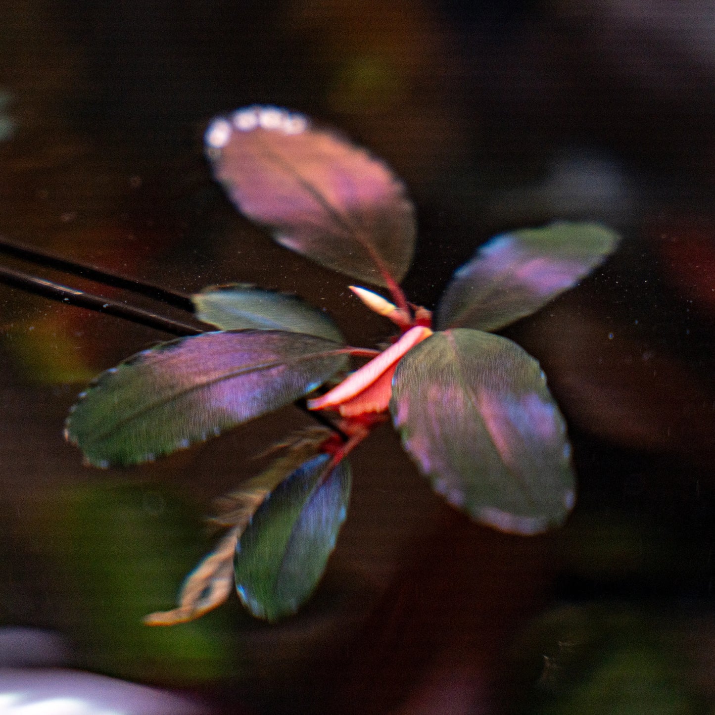 Bucephalandra Devil King