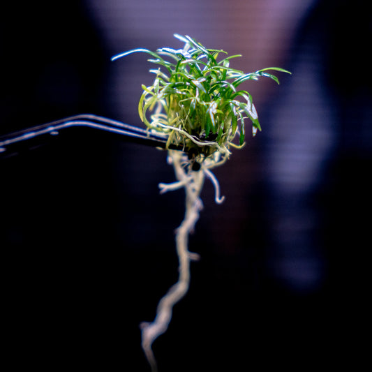 Cryptocoryne Parva-mini