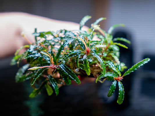 Bucephalandra Catherine Pad