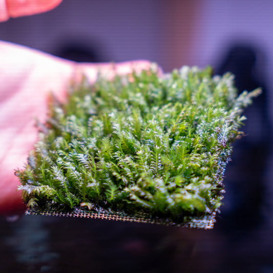 Fissidens Nobilis Moss