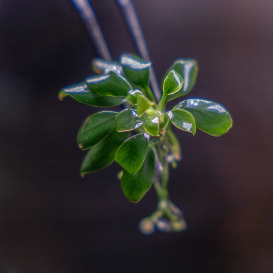 Anubias Pangolino