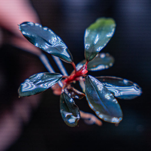 Bucephalandra Black Angel