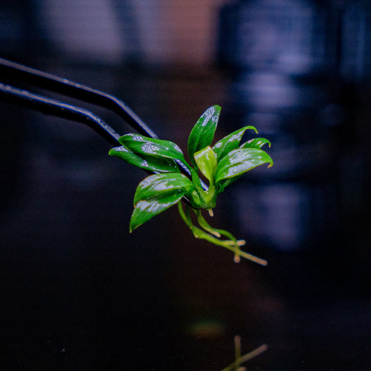 Anubias Chili