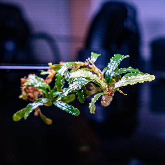 Bucephalandra Catherine