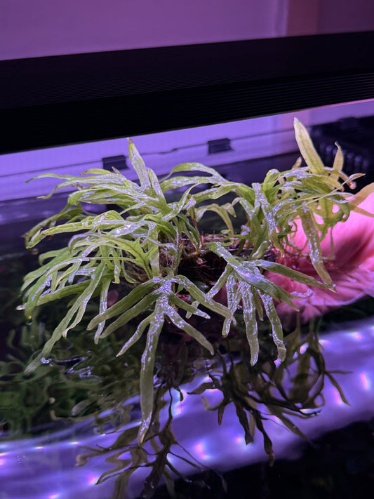 Trident Fern