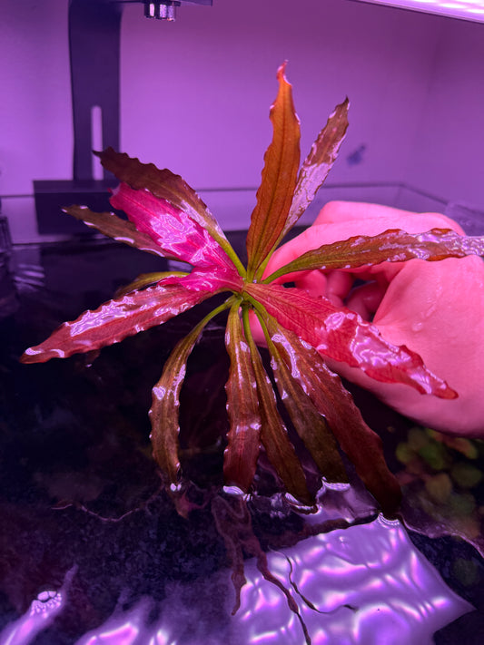 Echinodorus Soekarno